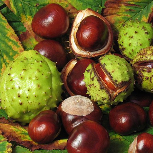 This graphic illustrates the benefits of Horse Chestnut, highlighting its ability to support lower leg comfort and everyday circulatory wellness.