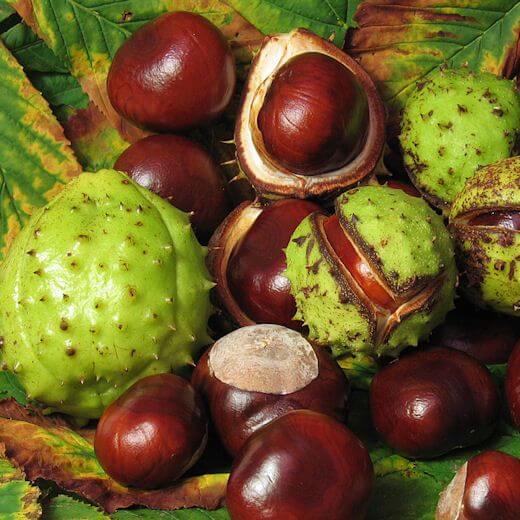 Lymph Tonic™ Official -Lymph Drainage Supplement Buy Natural Lymphatic supplement Horse Chestnut Benefits: The Natural Solution for Varicose Veins and Leg SwellingIf you suffer from heavy legs, varicose veins, or poor circulation, horse chestnut extract is one of the most scientifically validated herbal remedies available today. Derived from the seeds of the Aesculus hippocastanum tree, this potent botanical targets the root causes of poor blood flow to restore comfort and mobility to your lower limbs.What is Horse Chestnut Extract?Horse chestnut is a traditional European herb renowned for its vascular-protective properties. The active therapeutic component in the seed extract is a complex mixture of saponins called aescin (or escin). Aescin works at a cellular level to seal tiny gaps in blood vessels, preventing fluid from leaking into surrounding tissues and causing uncomfortable swelling.Top 3 Health Benefits of Horse Chestnut According to Science1. Advanced Relief for Varicose Veins and Chronic Venous Insufficiency (CVI)Clinical trials consistently show that horse chestnut extract is highly effective at treating Chronic Venous Insufficiency.Improves overall venous tone and elasticity.Significantly reduces painful varicose veins and spider veins.Eliminates the heavy, aching, and throbbing sensations in the lower limbs.2. Reduces Edema and Leg SwellingWhen blood pools in the lower legs due to poor circulation, it causes fluid retention known as edema.Blocks fluid leakage from capillaries into interstitial spaces.Reduces ankle and lower leg swelling after prolonged sitting or standing.Decreases nighttime leg cramps and restless leg sensations.3. Powerful Anti-Inflammatory and Antioxidant ActionsChronic venous issues are often driven by localized inflammation that damages blood vessel linings.Delivers high concentrations of antioxidants to neutralize free radicals.Inhibits the enzymes that break down structural collagen and elastin in vein walls.Calms vascular inflammation to protect the entire circulatory network.Important Safety and Buying TipsLook for Standardized Aescin: Always choose a supplement standardized to contain 16% to 20% aescin to ensure clinical potency.Must Be HCGE (HC-free): Raw horse chestnut contains a toxin called esculin. Ensure your supplement label explicitly states it is certified esculin-free or processed safely.Consult Your Doctor: Speak with a healthcare professional before use if you take blood thinners, have kidney or liver conditions, or are pregnant.